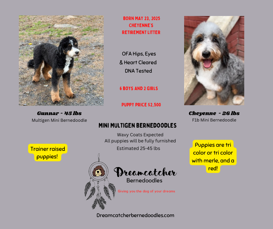 Cheyenne/Gunnar Minis Born 5-23-2025 — Dreamcatcher Bernedoodles